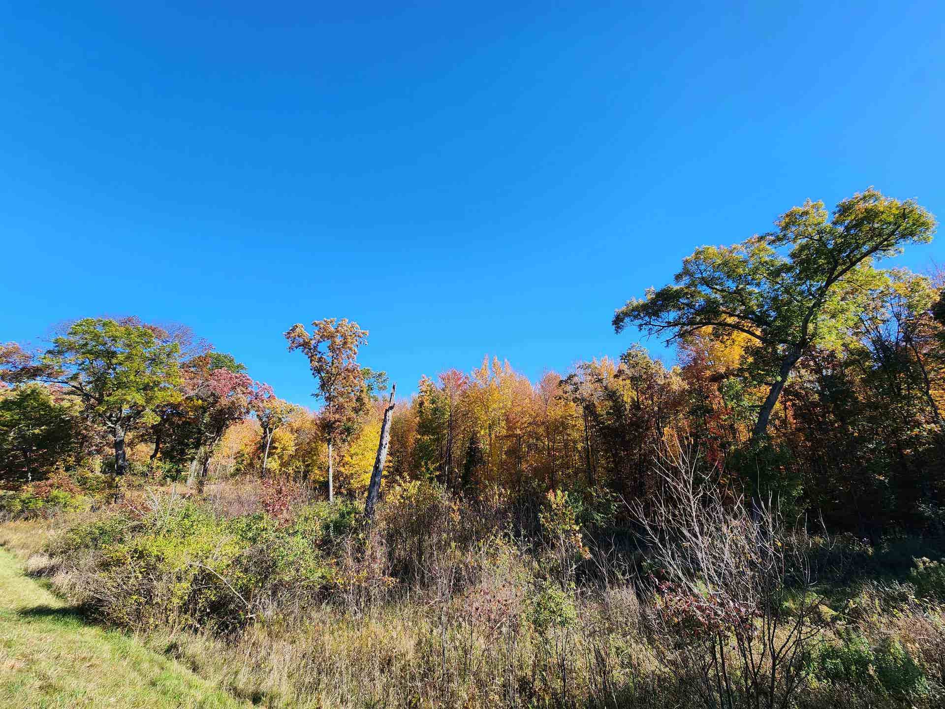 49.79 AC Forest Drive, Hancock, WI 54943